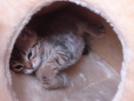 Blanding af racer LONDON - hviler i sin seng billede 9