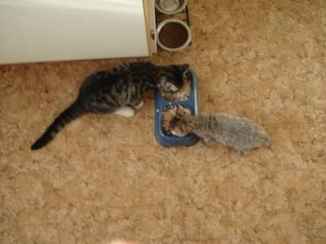 Huskat LUKAS - spiser med den lille  billede 7