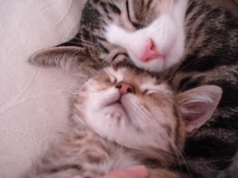 Huskat LUKAS - så blev de venner de er så søde sammen lika tager sig rigtig at sin nye lillebror billede 8