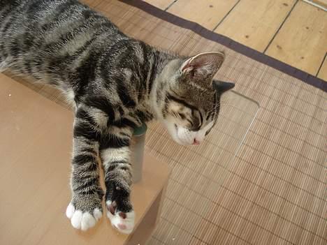 Huskat LUKAS - ligger og slapper af på vores glad bord.. det elsker han :) billede 9