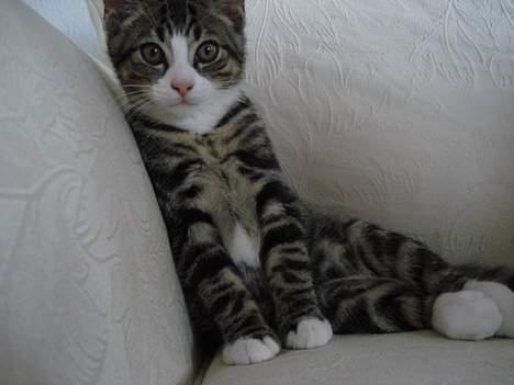 Huskat LUKAS - 7/8/06 billede 10