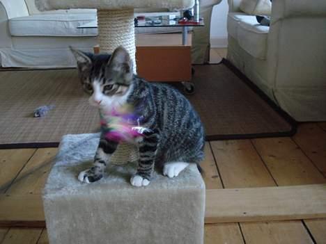 Huskat LUKAS - leger med far billede 11