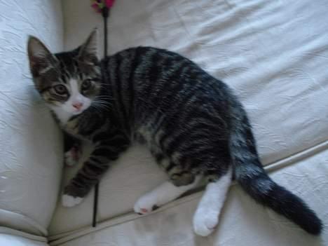 Huskat LUKAS billede 12