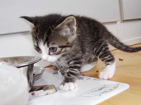 Huskat LUKAS billede 13