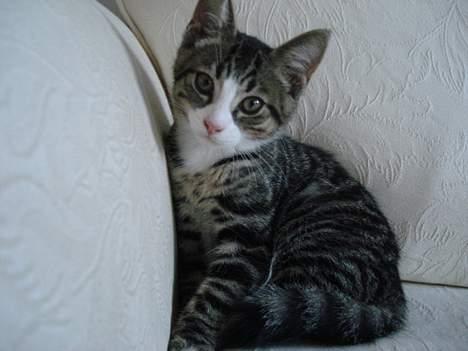 Huskat LUKAS - smukke billede 14