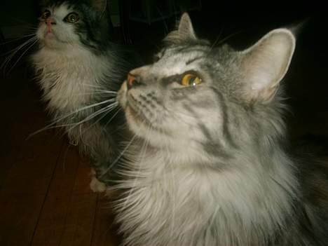Maine Coon Scar billede 19