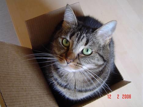 Huskat Nippy billede 1