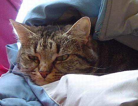 Huskat Nippy billede 2