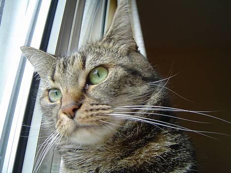 Huskat Nippy - MIN! billede 3