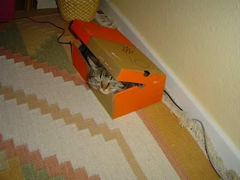 Huskat Nippy - Kuk-kuk! billede 4