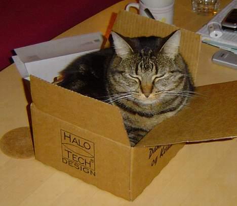 Huskat Nippy - Jeg er ikke for stor. Kassen er for lille! billede 5