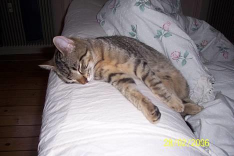 Huskat Ronja - Det er mig der hedder Ronja o") billede 1