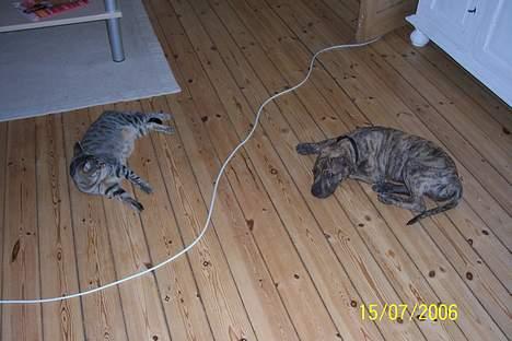 Huskat Ronja - Mig Ronja og min ven Casrto ( hundegalleri.dk ), vi er venner... Vi holder øje med hinanden... billede 2