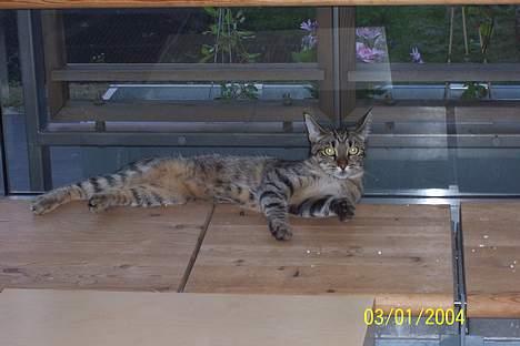 Huskat Ronja - Her kan jeg rigtigt ligge og slange mig... billede 3