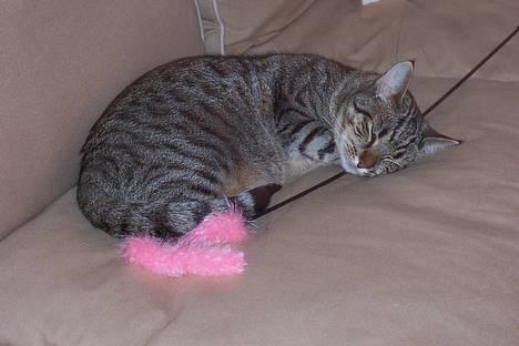 Huskat Ronja - Hovede pude dejligt... jeg nyder livet.... billede 4