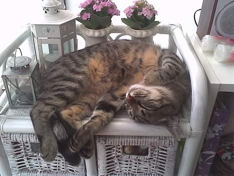 Huskat Ronja - Jeg kan lige klemme mig ned mellem, alt mors nibs ting... ;-) billede 5