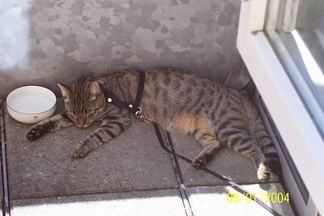 Huskat Ronja - PUHA det er varmt idag...  billede 6