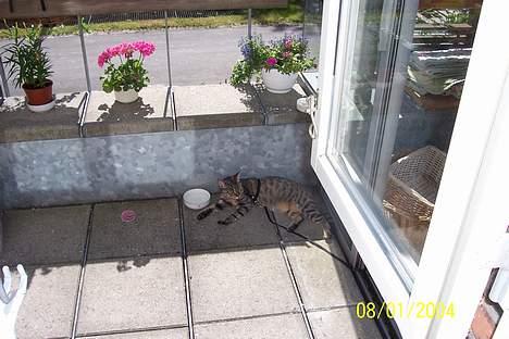 Huskat Ronja - Dejligt jeg kan ligge herude helt for mig selv :-) billede 7