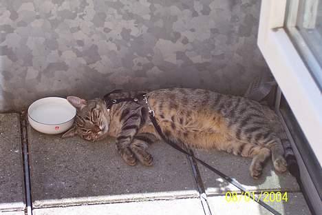 Huskat Ronja - uhmm her er dejligt men varmt... billede 8