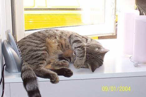 Huskat Ronja - ikk nu.. vil ikke have taget billed, lad nu vær jeg er træt zzzzz billede 9