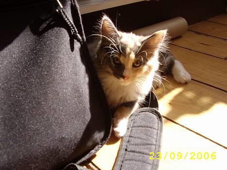 Norsk Skovkat Mischa - Tasker er bare SÅ sjove! billede 8