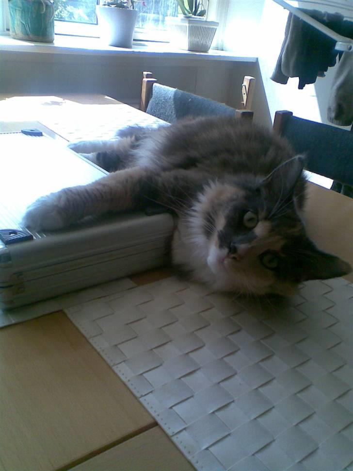 Norsk Skovkat Mischa - d. 3/7-07 billede 9