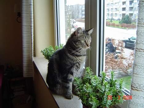 Huskat Nippy billede 6