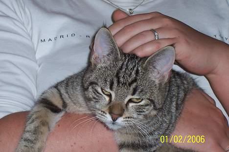 Huskat Ronja - Altid dejligt at nogen gider nusse mig...  billede 10