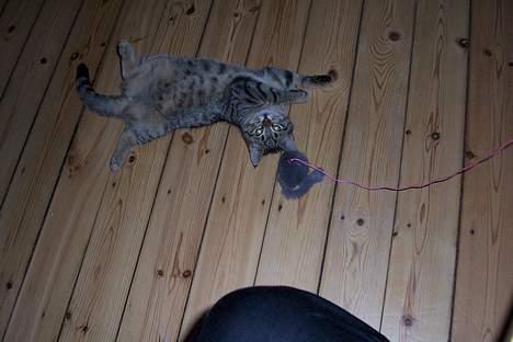 Huskat Ronja - Dejligt at lege... billede 11