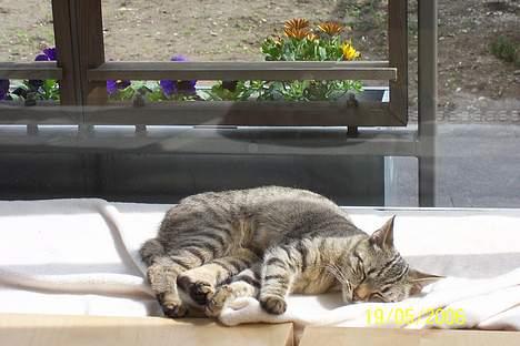 Huskat Ronja - Nyder at ligge i solen...  billede 12