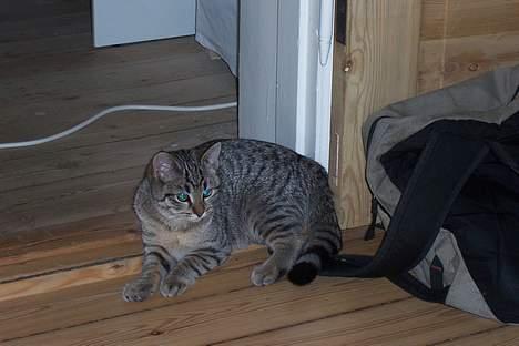 Huskat Ronja - jeg får den... billede 14