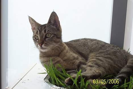 Huskat Ronja - Jeg gad godt at have den store fugl der sider derude... billede 15