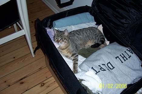 Huskat Ronja - Vil gerne med på ferie... billede 16