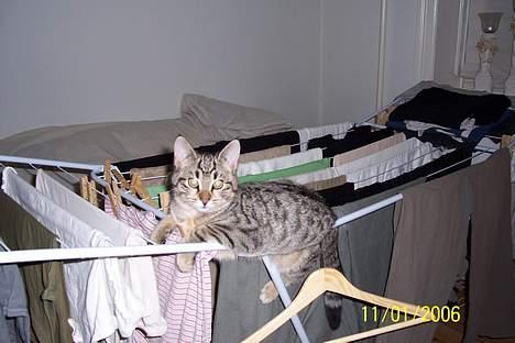 Huskat Ronja - Her kan man også lege, ups man kan falde igennem... øhh billede 17