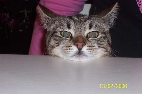 Huskat Ronja - Jeg kigger lige med i jeres kort. ( Sad og blandene kort ) billede 18