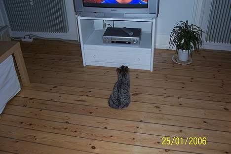 Huskat Ronja - Stille jeg ser tv... billede 19