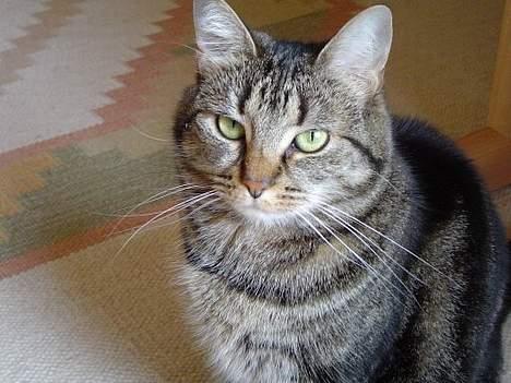 Huskat Nippy billede 7