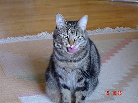 Huskat Nippy - Sagde du mad? billede 8