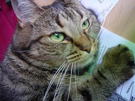 Huskat Nippy billede 9