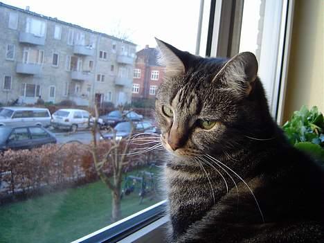 Huskat Nippy billede 10