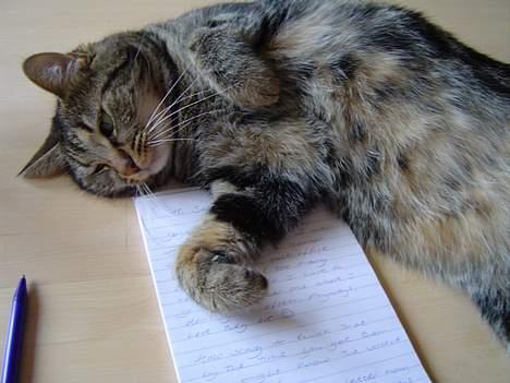 Huskat Nippy billede 11