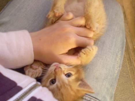 Blanding af racer Garfield - Smukke Garfield <3 billede 1