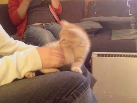 Blanding af racer Garfield - Garfield :) billede 2