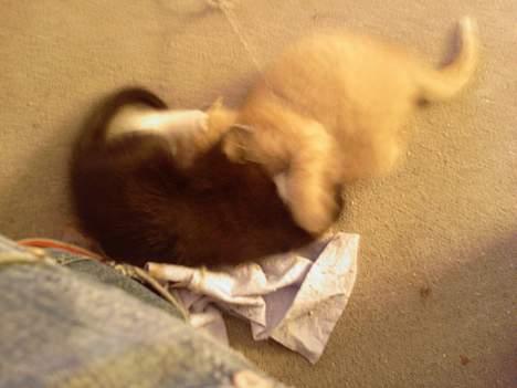 Blanding af racer Garfield - Garfield & Snuske leger ;) billede 3