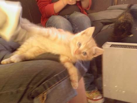 Blanding af racer Garfield - Han er så dejlig *SS* billede 4