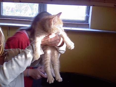 Blanding af racer Garfield - Så dejlig<3 billede 5