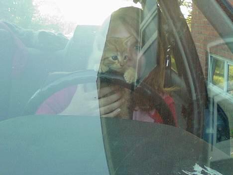 Blanding af racer Garfield - Elsker det billede ;o) billede 6