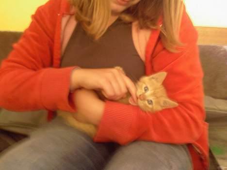 Blanding af racer Garfield - Dejlige mis <33 billede 7