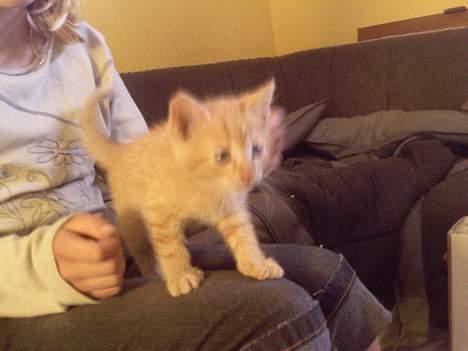 Blanding af racer Garfield - Han er så kær <3´ :D billede 8