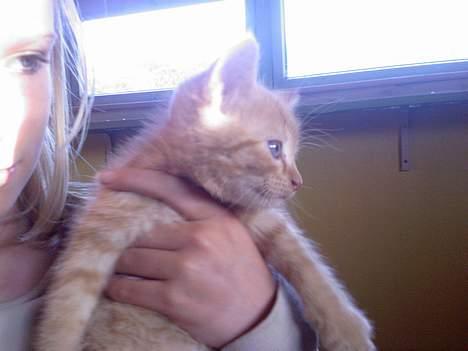 Blanding af racer Garfield - Smukke Garfield :D billede 9